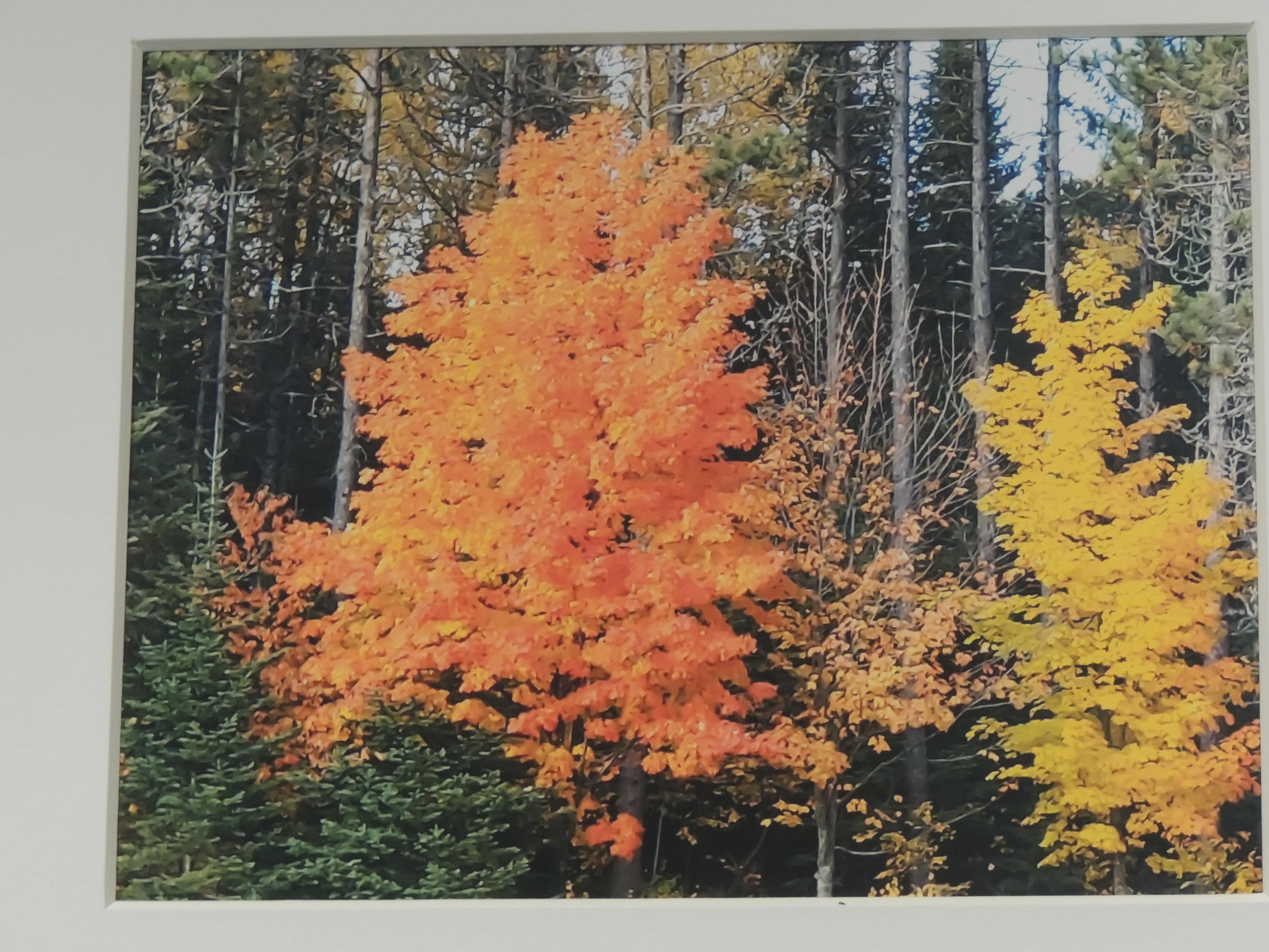 fall scene